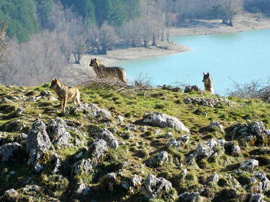 Area faunistica del Lupo
