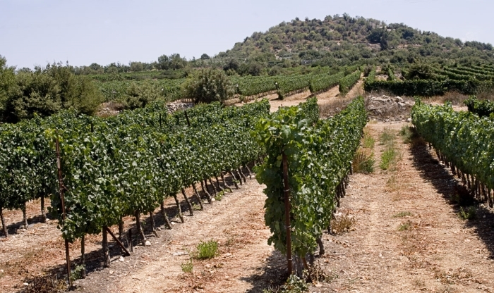 Tzuba Winery