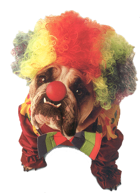 Clown Dogs