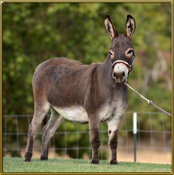Donkey Ranch