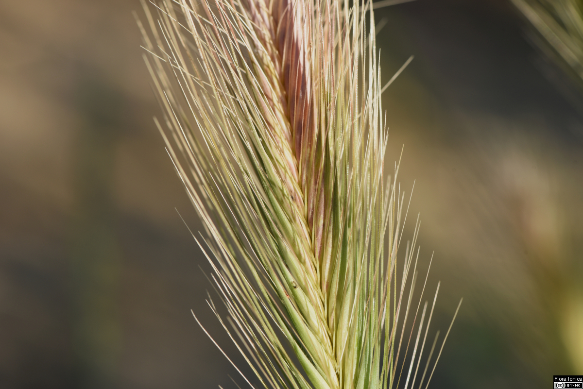 Hordeum