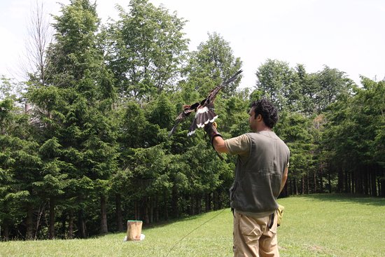 I Falconieri del Feudo
