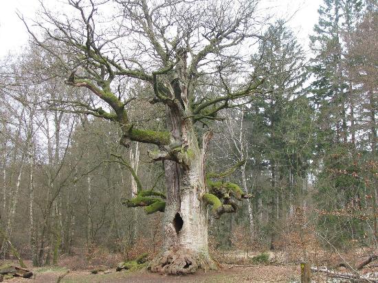 Urwald Sababurg