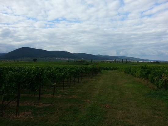 Karl Pfaffmann Weingut