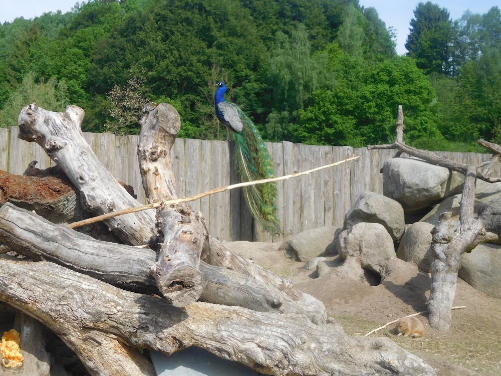 Vogelpark Heiligenkirchen