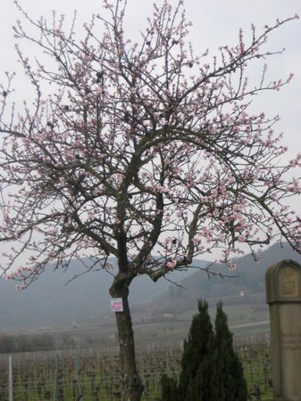 Pfalzer Mandelpfad