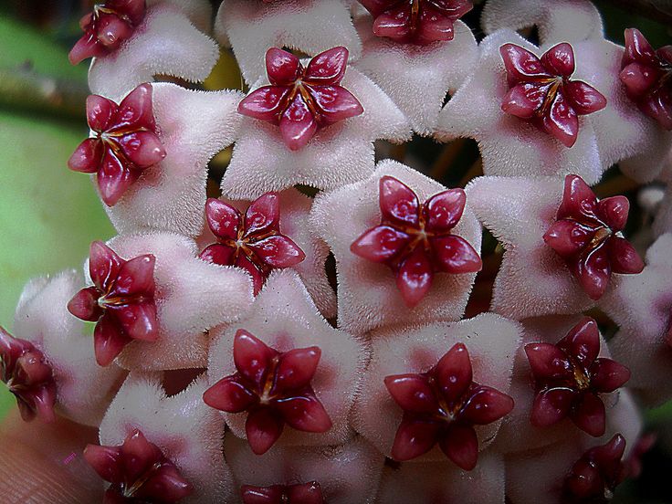 Hoya Instituto