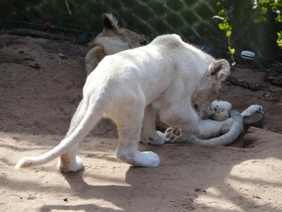 Seaview Lion Park