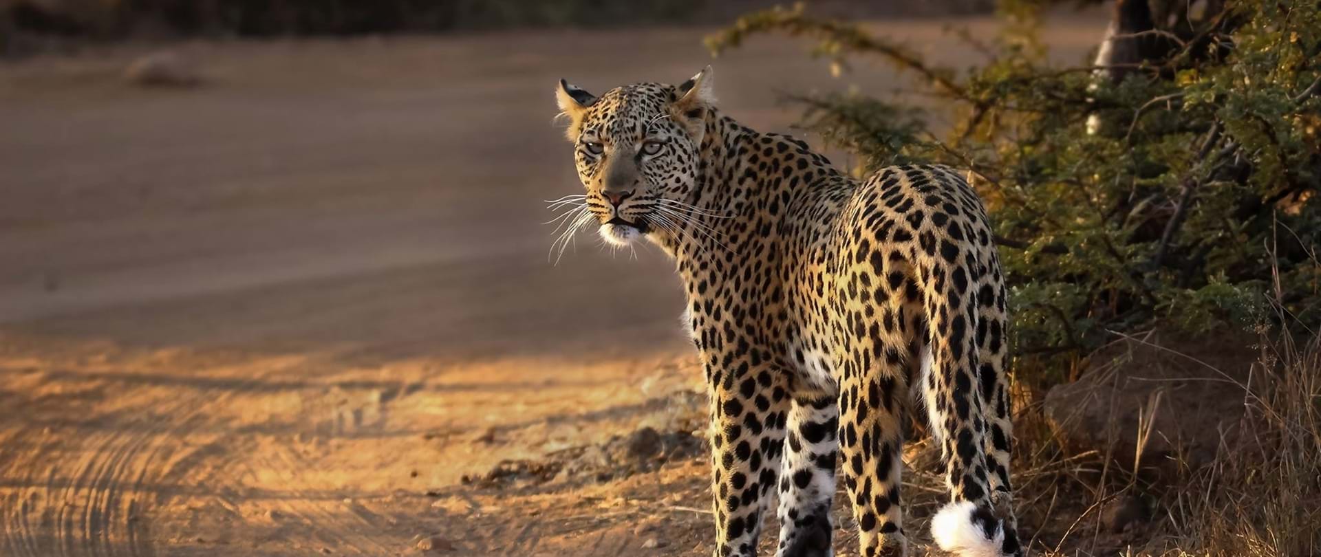 Bakgatla Safaris