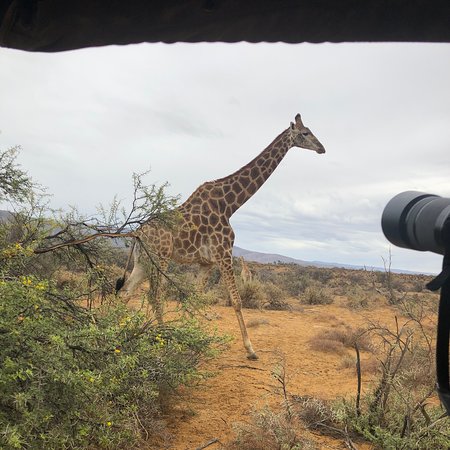 Inverdoorn Game Reserve Safaris