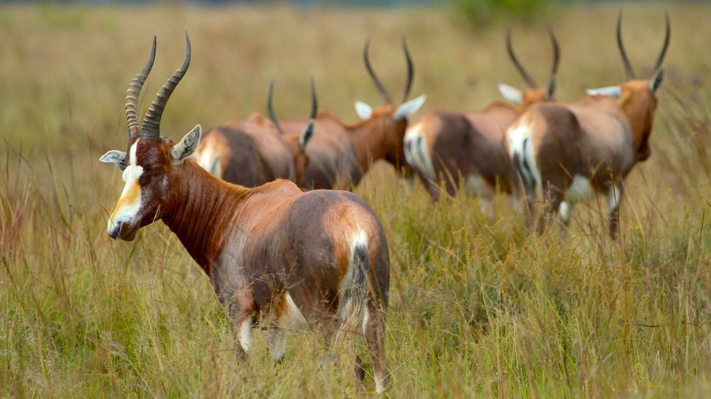 Rietvlei Nature Reserve