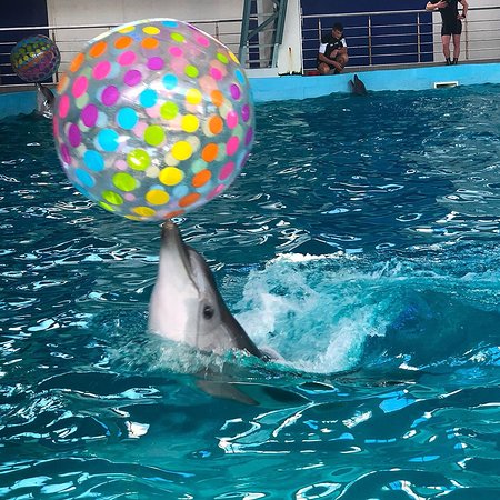 Dolphinarium Lazarevskiy