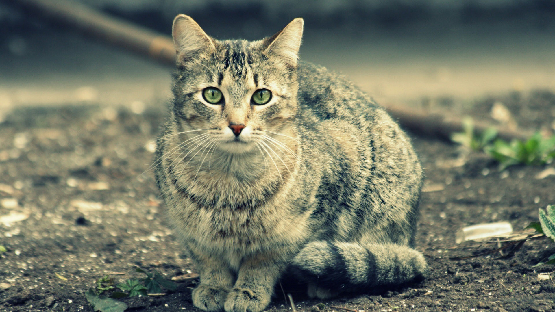 Erudite Cat