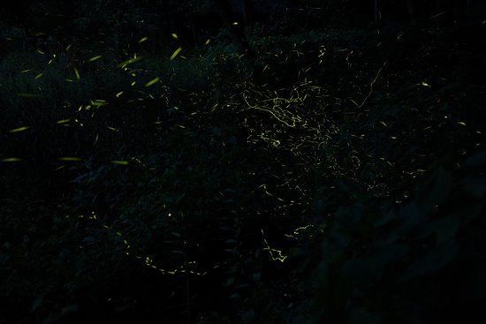 Village of Firefly