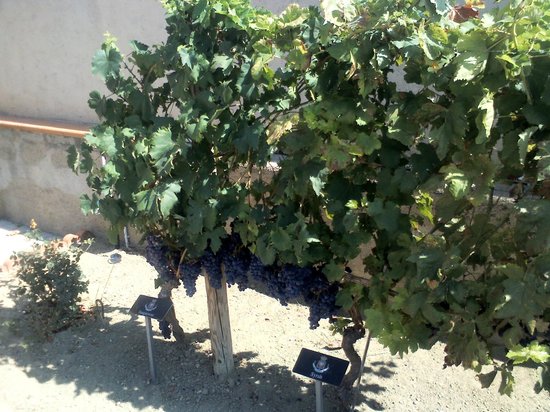 Cambria Vini
