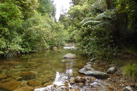 Rapurapu Kauri Track