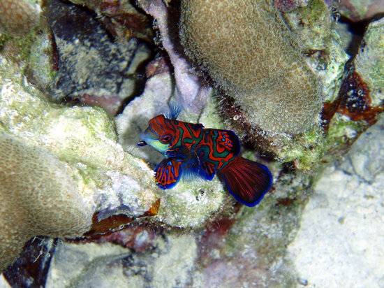 Mandarin Fish Lake