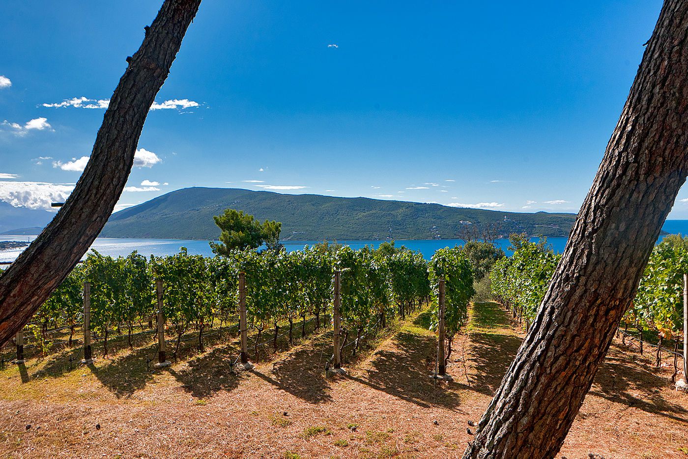 Savina Winery