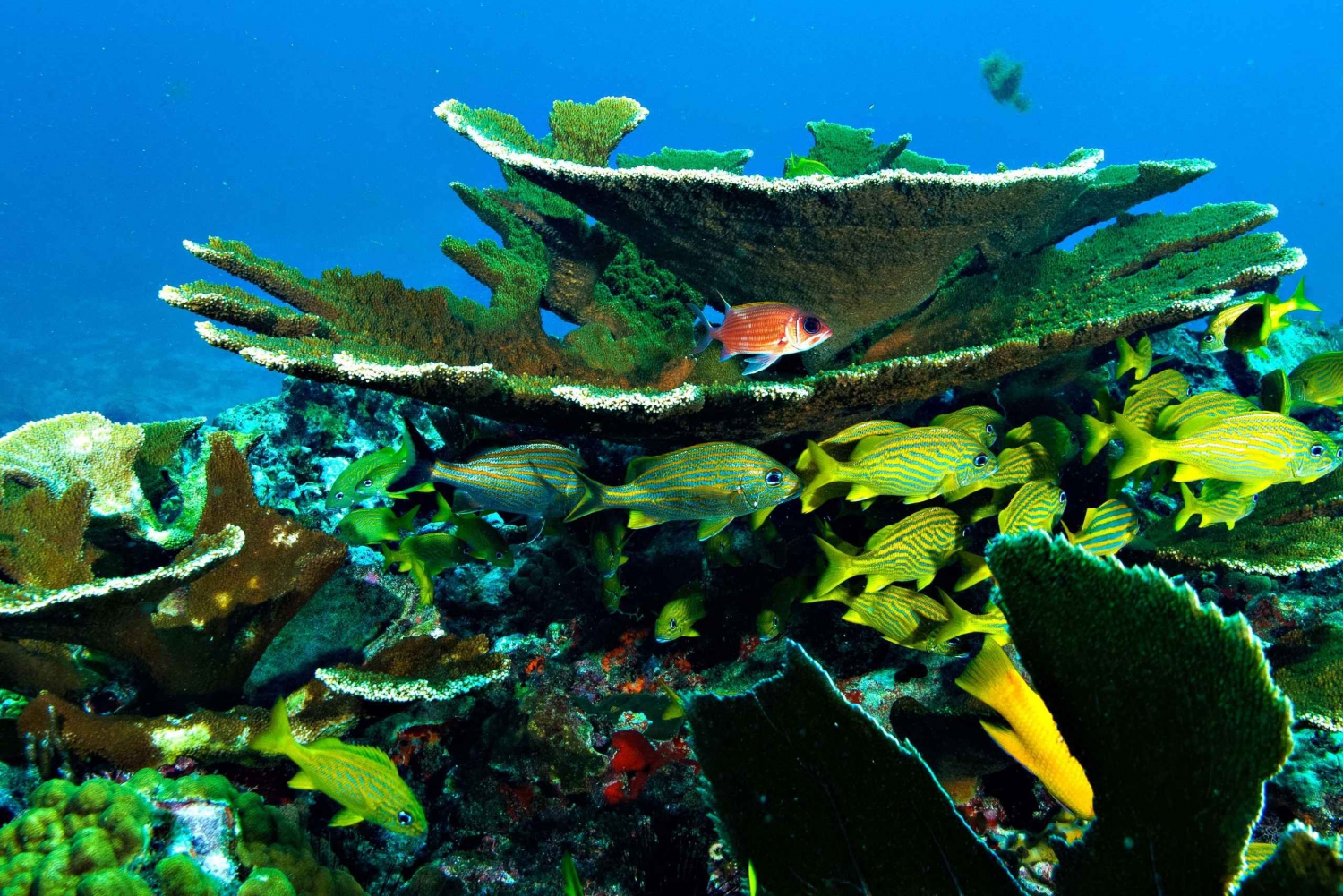 Palancar Reef