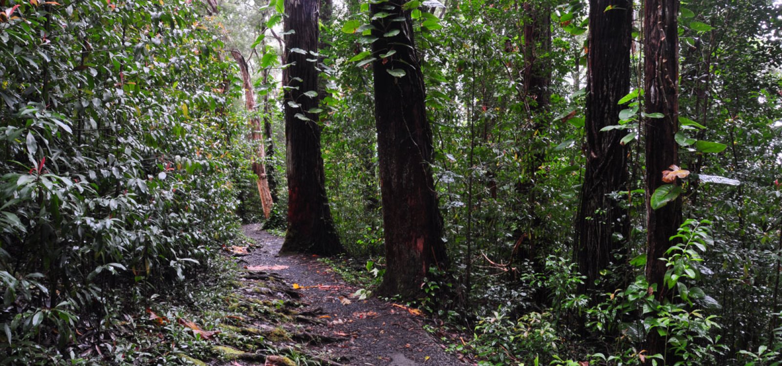 Waikamoi Ridge Trail
