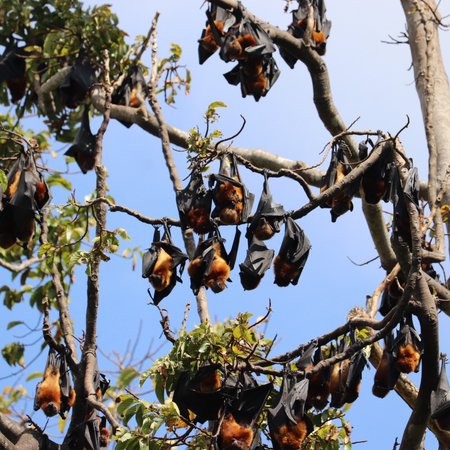 Pemba Flying Fox Forest