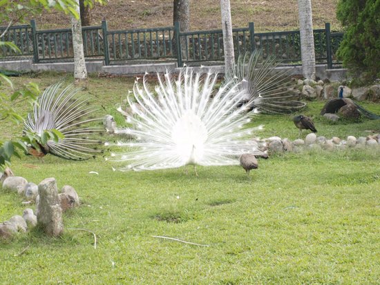 Sun Moon Lake Peacock Garden