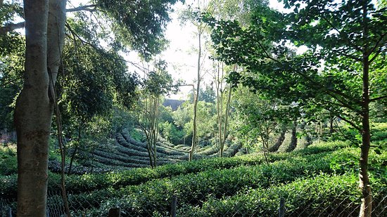 Tea Walkway