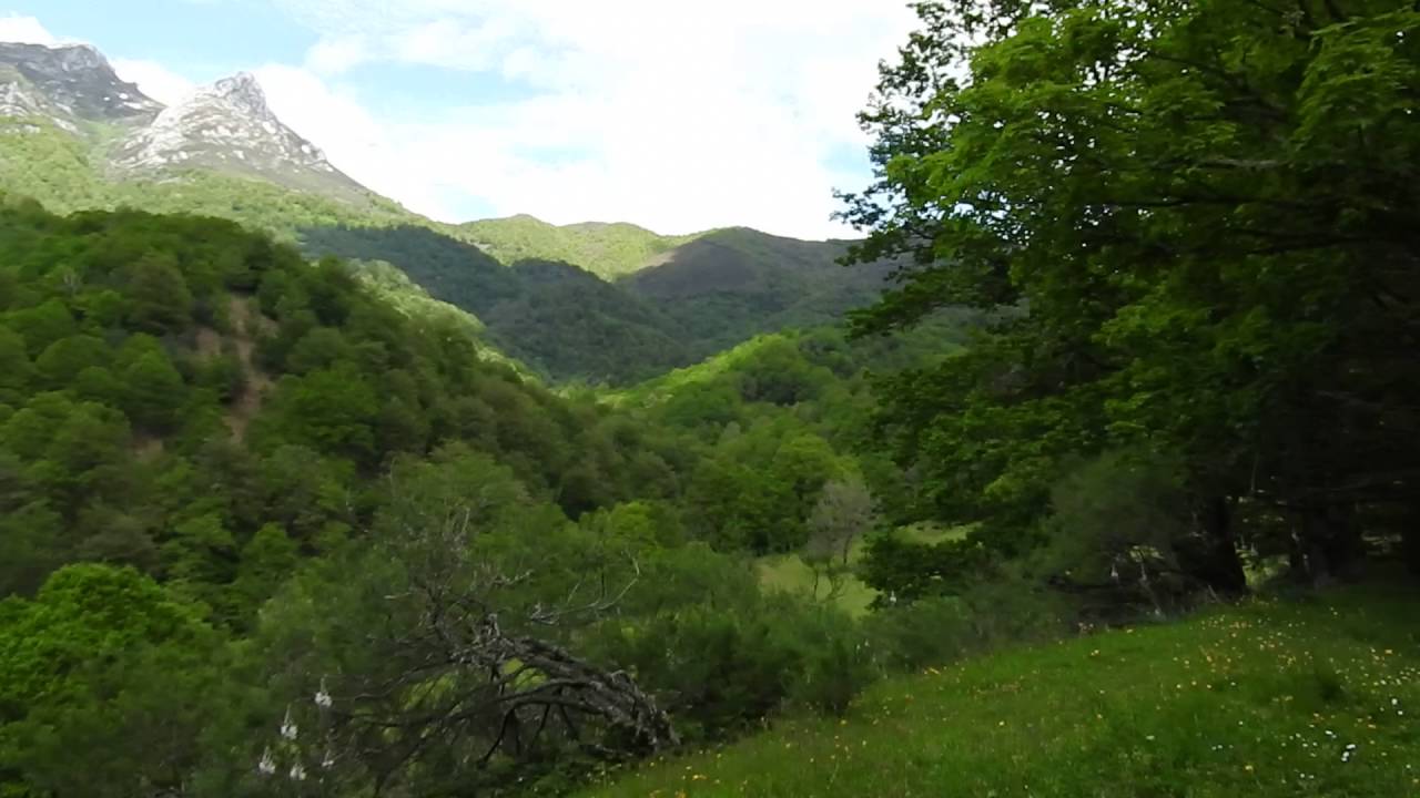 Bosque de Peloño