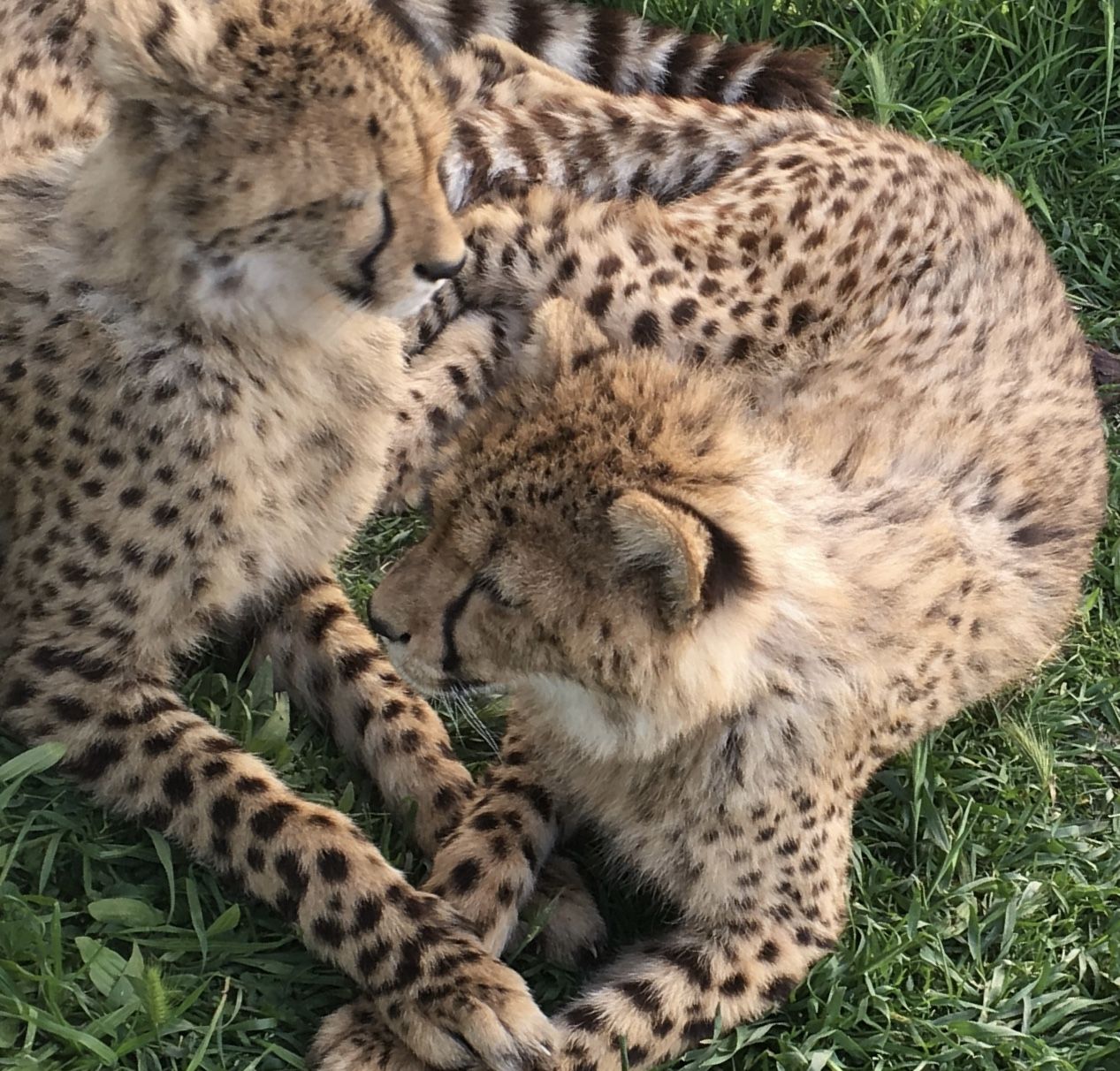 Cheetah Outreach - Somerset West