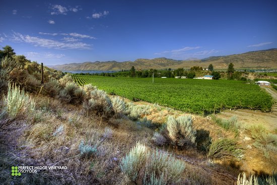 Laughing Stock Vineyards