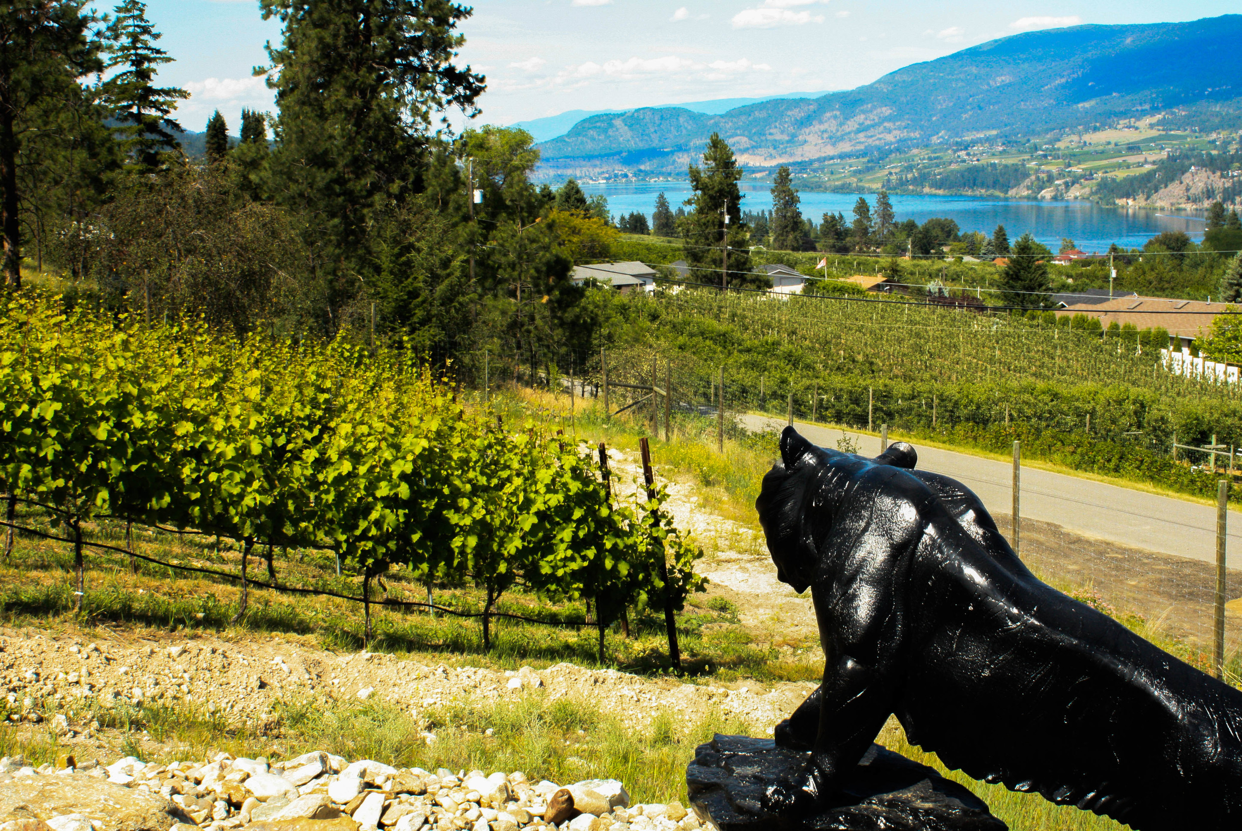 Blind Tiger Vineyards