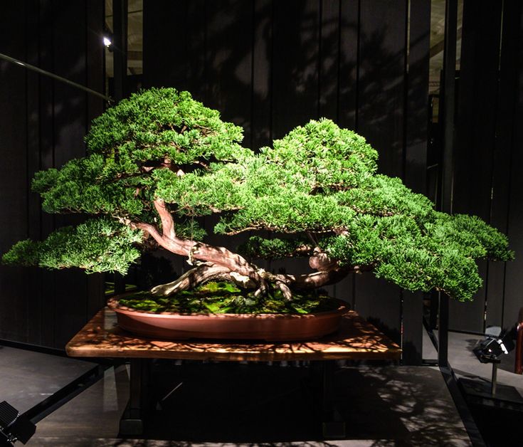 Natural Bonsai of Danba East Valley