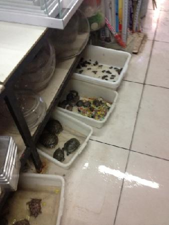 Rose Finch road Aquarium Market