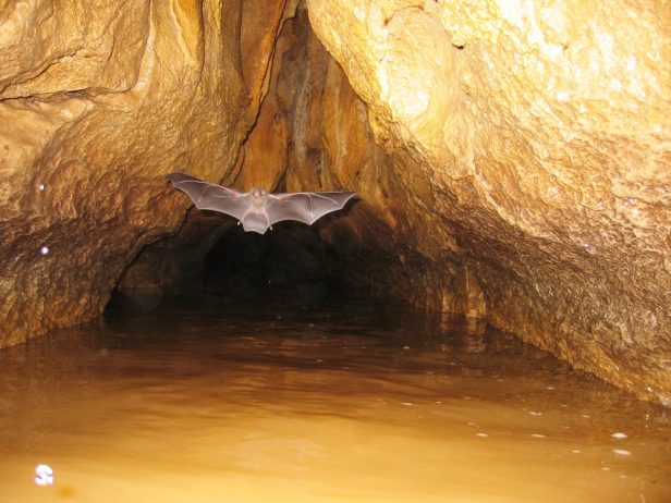 Venado Caves