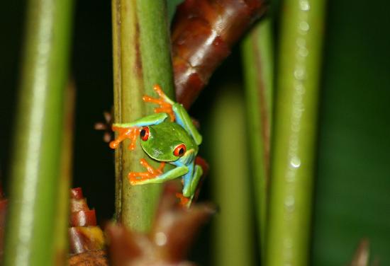 Arenal Oasis Wildlife Refuge