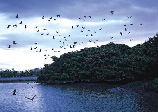 Bird Paradise