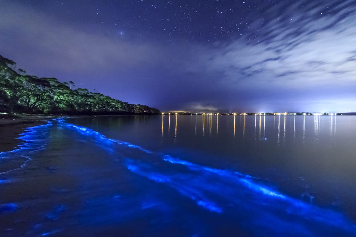 Bioluminescent Bay