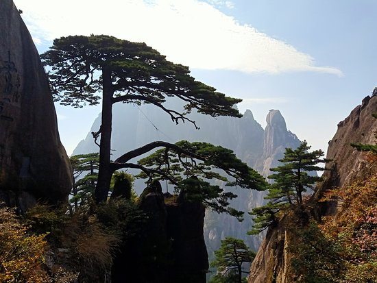 Greeting Pine (Ying Ke Song)