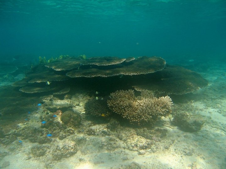 Oyster Stacks