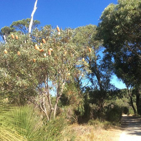 Star Swamp Bushland Reserve