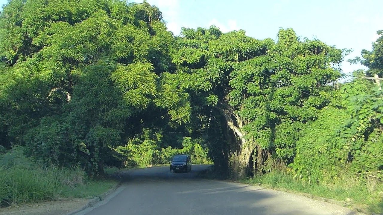 Fig Tree Drive