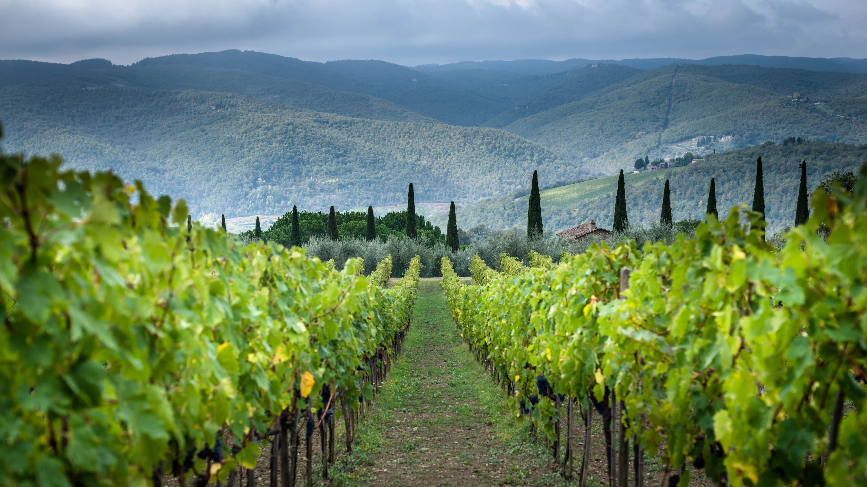 Luani Winery