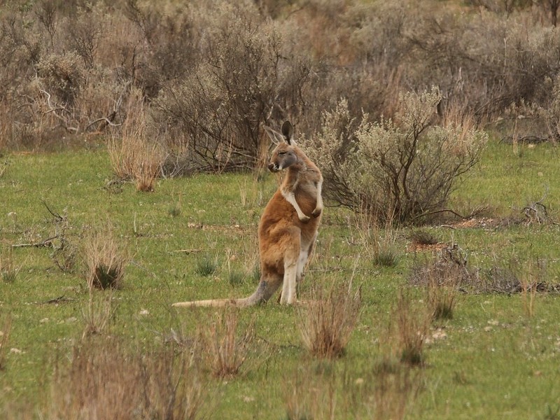 Kangaroo Boundary Road Reserve