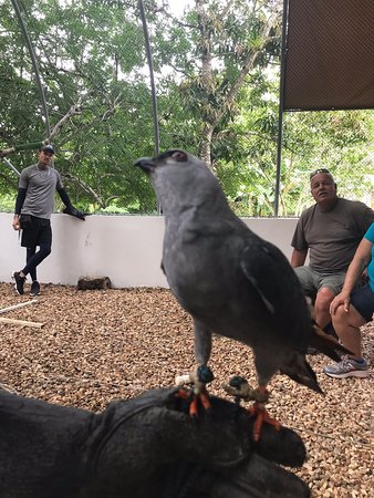 Belize Raptor Center