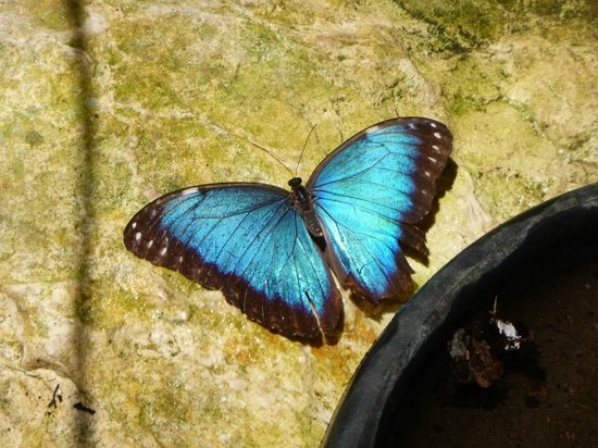 Green Hills Butterfly Ranch