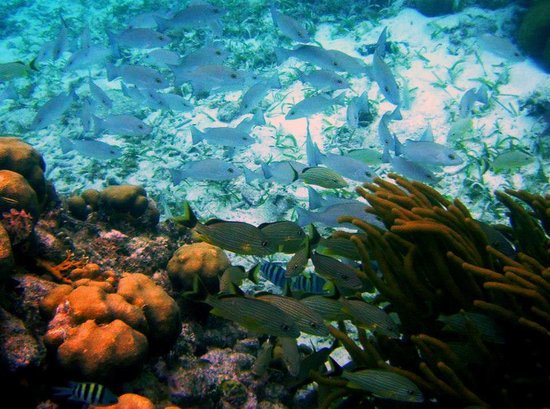 Hol Chan Marine Reserve