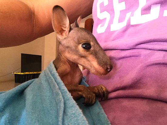 Kangaroo Haven