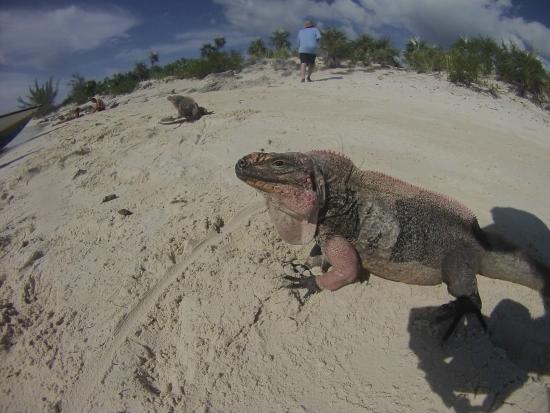 Great Iguana