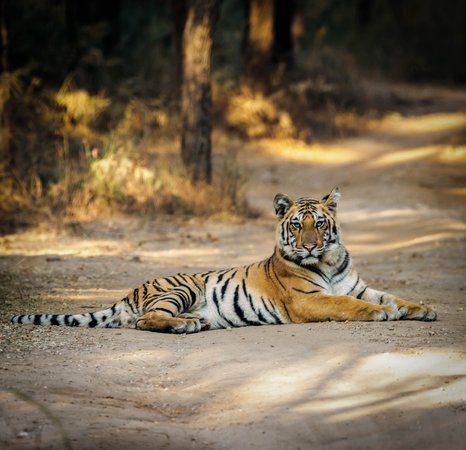 Pench Tiger Reserve