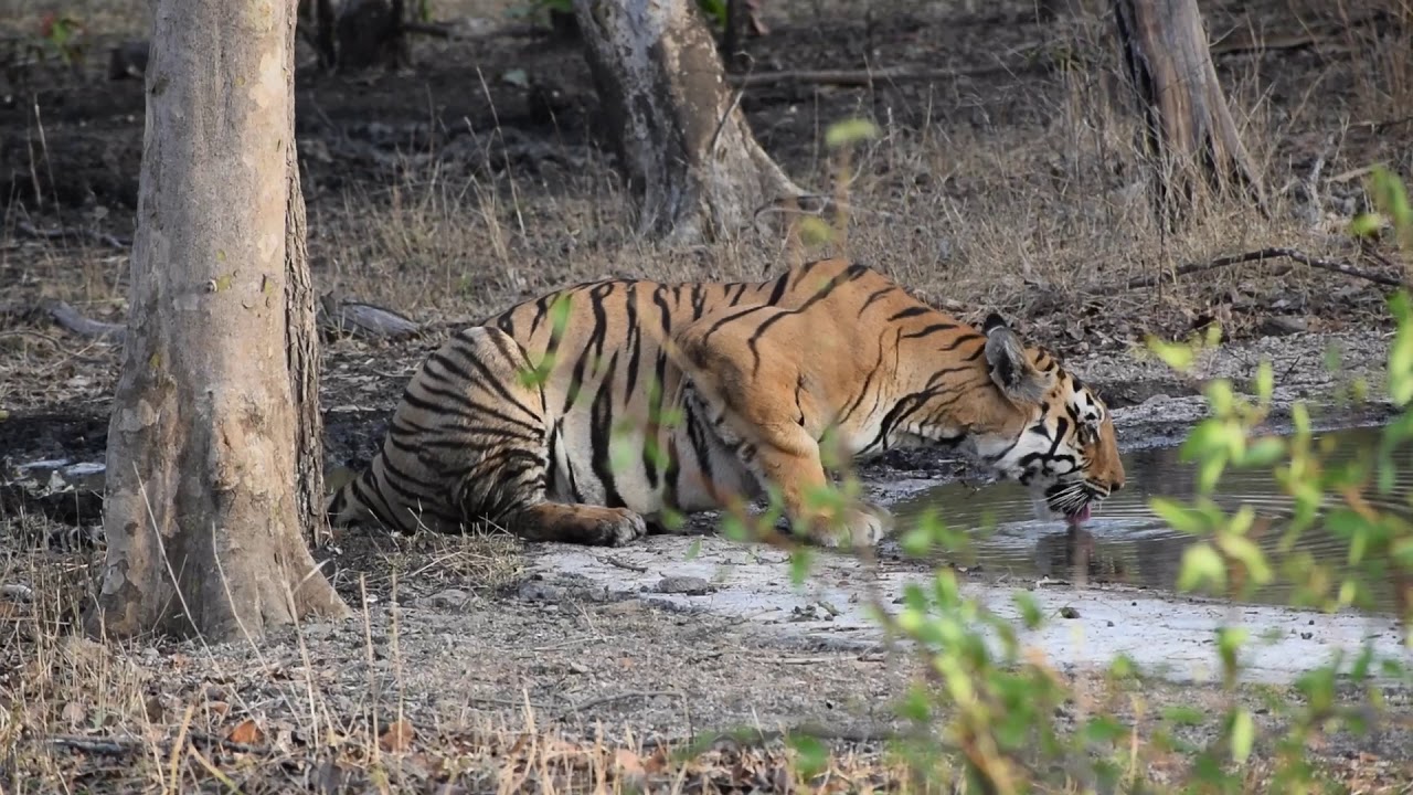 Painganga Wildlife Sanctuary